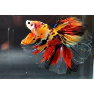 betta fish halfmoon koi hiasan aquarium murah ikan cupang