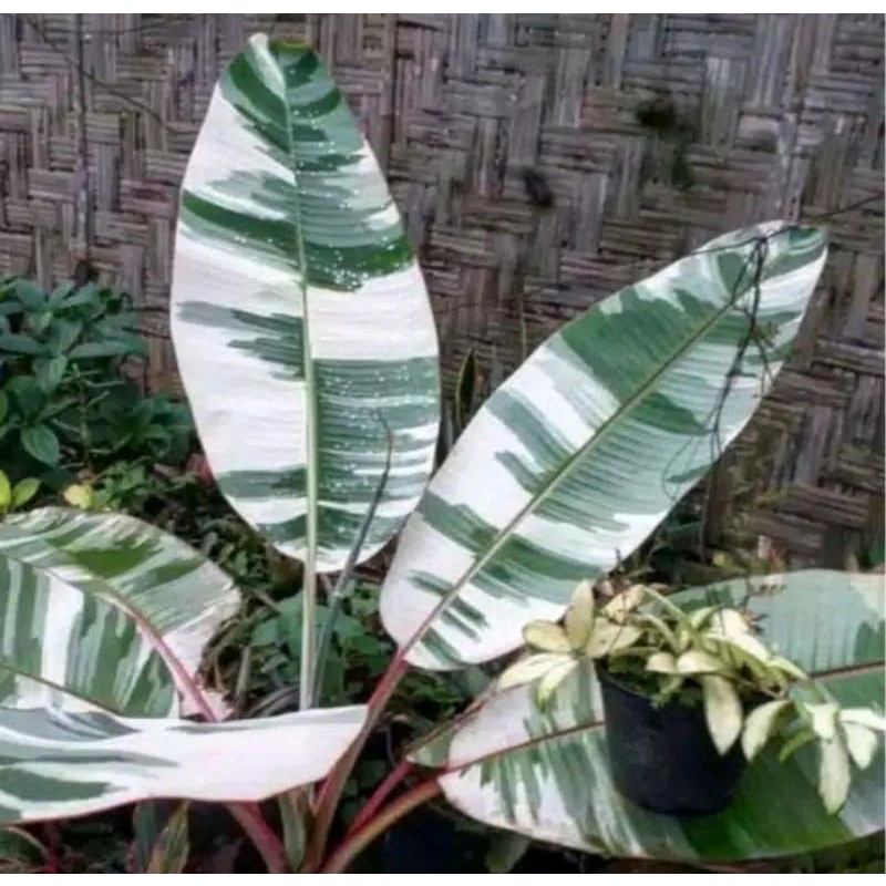 Batang bonggol pisang varigata putih murah
