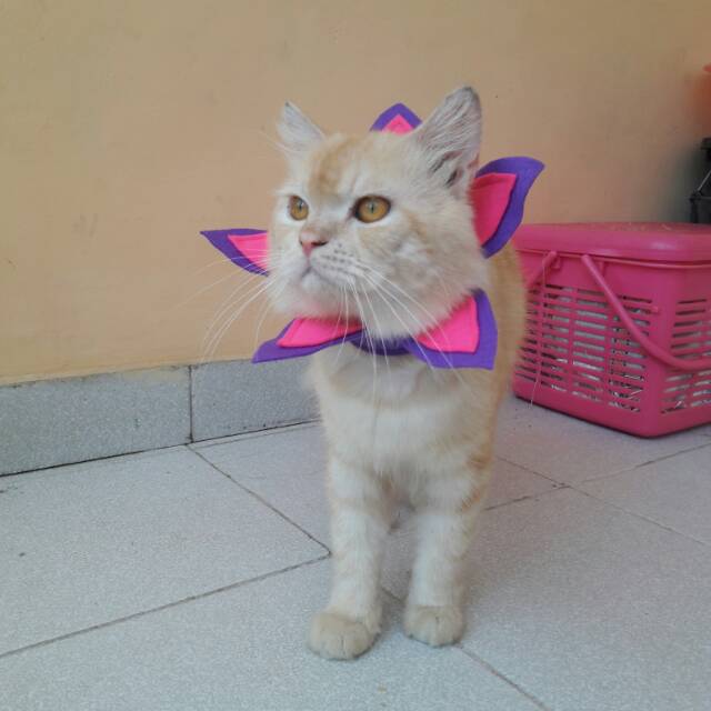 Collar hias untuk kucing &amp; anjing /Jual Baju Kucing Terlengkap &amp; Berkualitas size S-XL