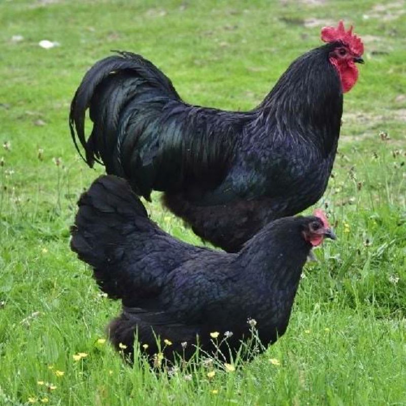 TELUR TETAS AYAM AUSTRALORP