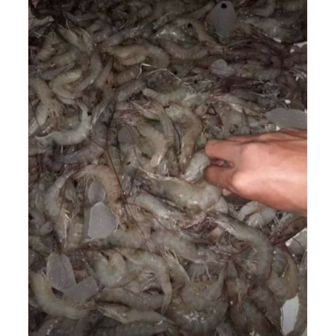 

Udang