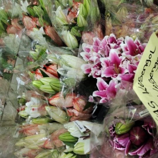 ۩ bunga Lily casablanca ✱