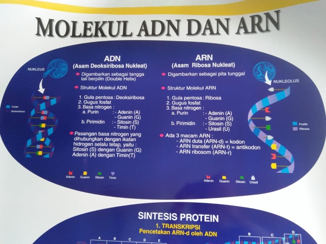 CARTA MOLEKUL DNA DAN RNA / POSTER CARTA MOLEKUL DNA DAN RNA / GAMBAR CARTA MOLEKUL DNA DAN RNA