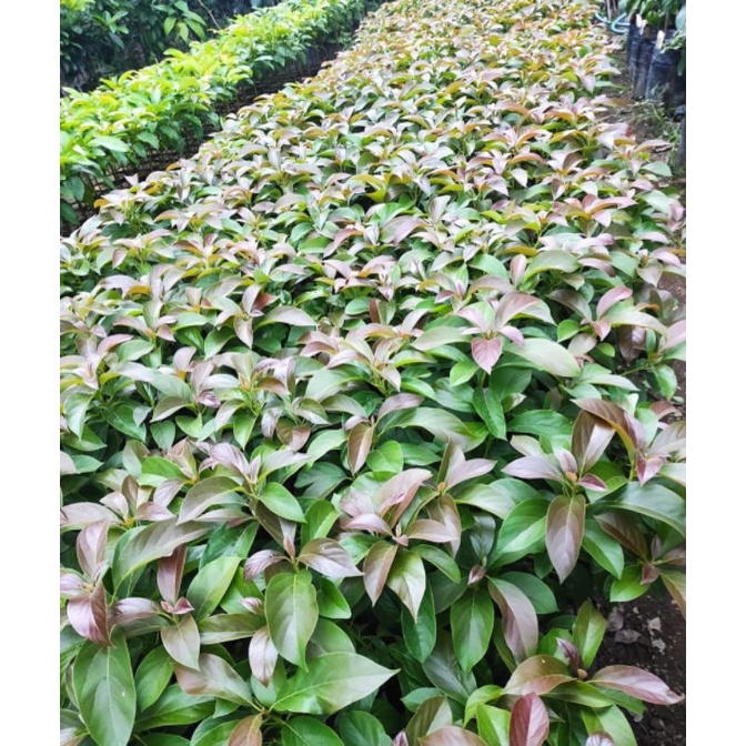 Bibit Alpukat Red Vietnam Superunggul