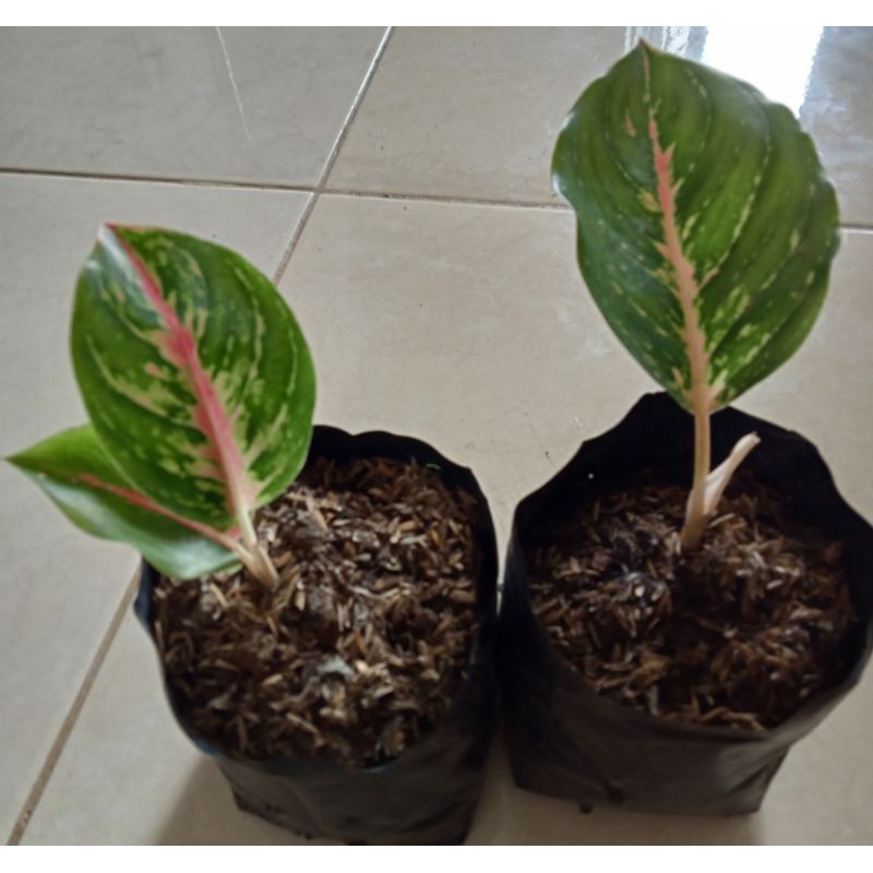 Bunga Aglonema big papa anakan 1 - 2 daun
