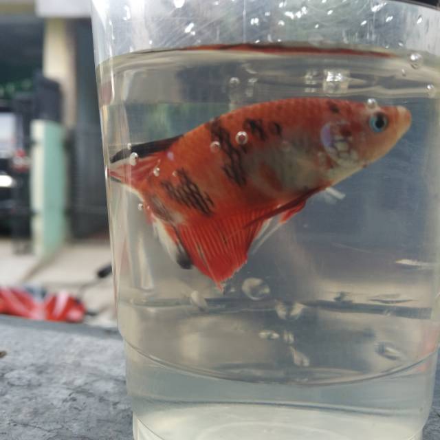 Ikan cupang plakat koi