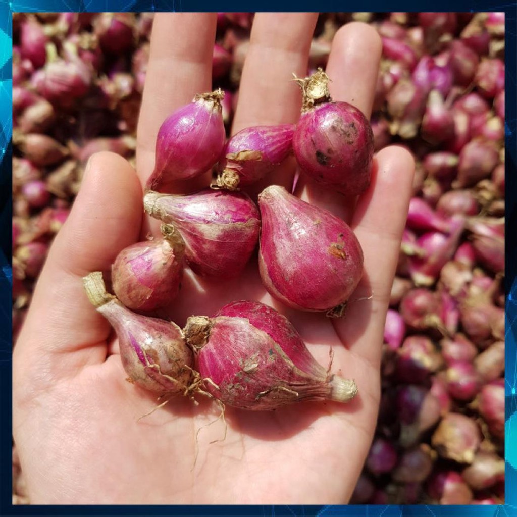 

BAWANG MERAH SUPER 1 KG