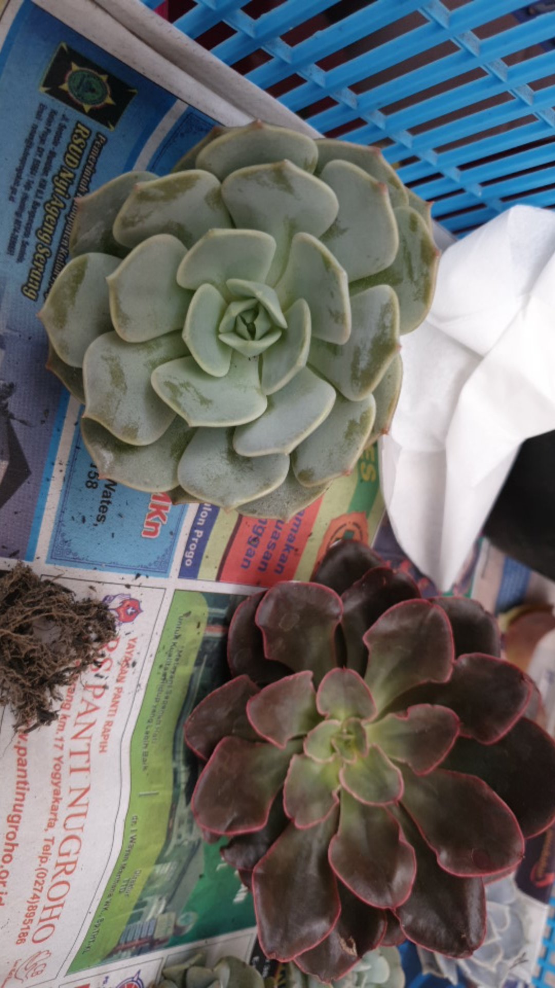 Sukulen // Echeveria Lola