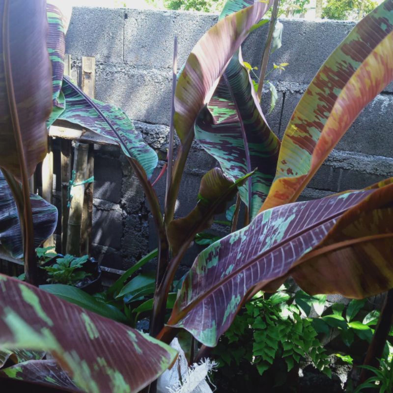 pisang varigata merah/blood banana