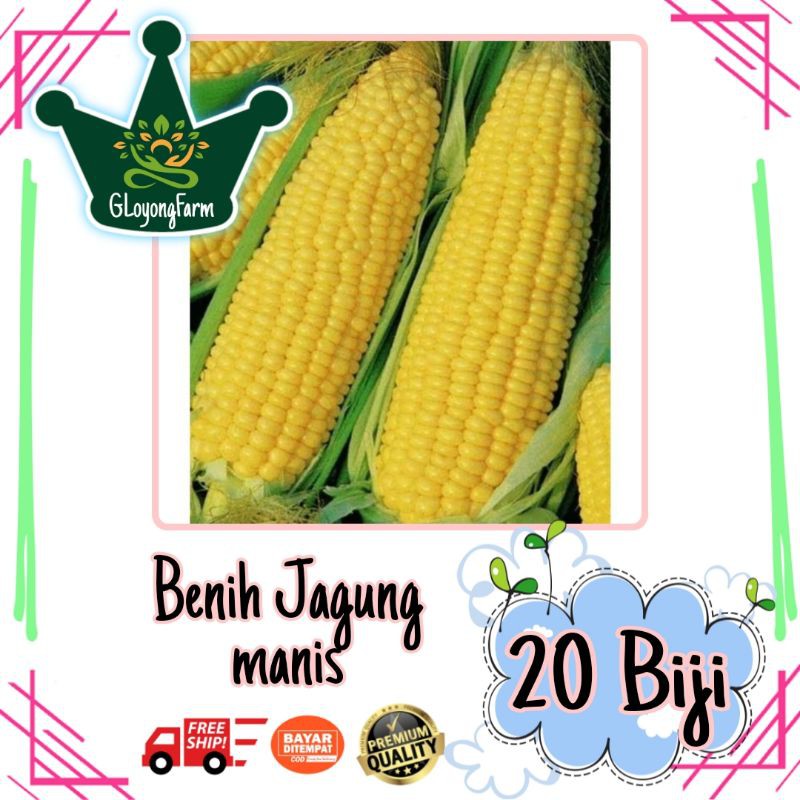 Benih Bibit Jagung Manis F1 Benih Sayuran Ungul Kwalitas Terbaik