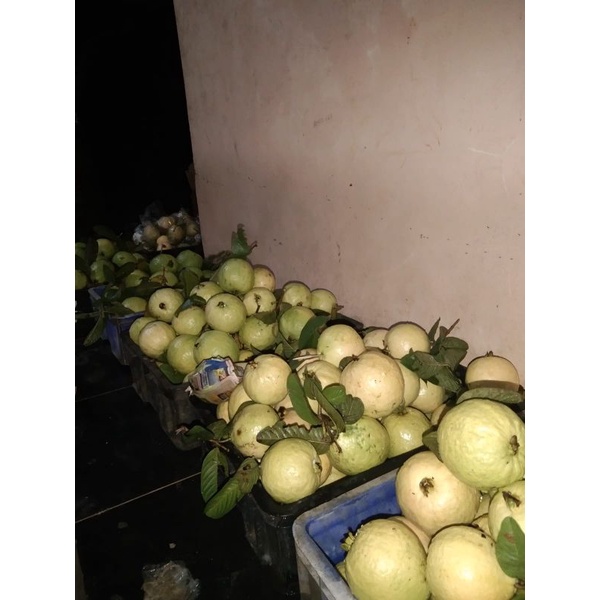 

jambu berkualitas petani