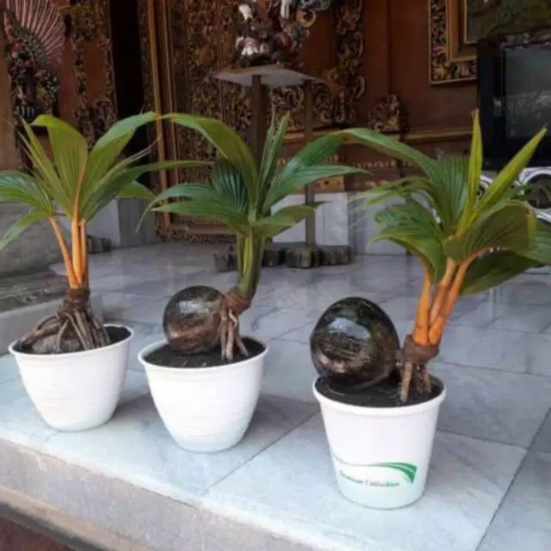 bonsai kelapa sudah jadi tanaman hias bonsai kelapa mini