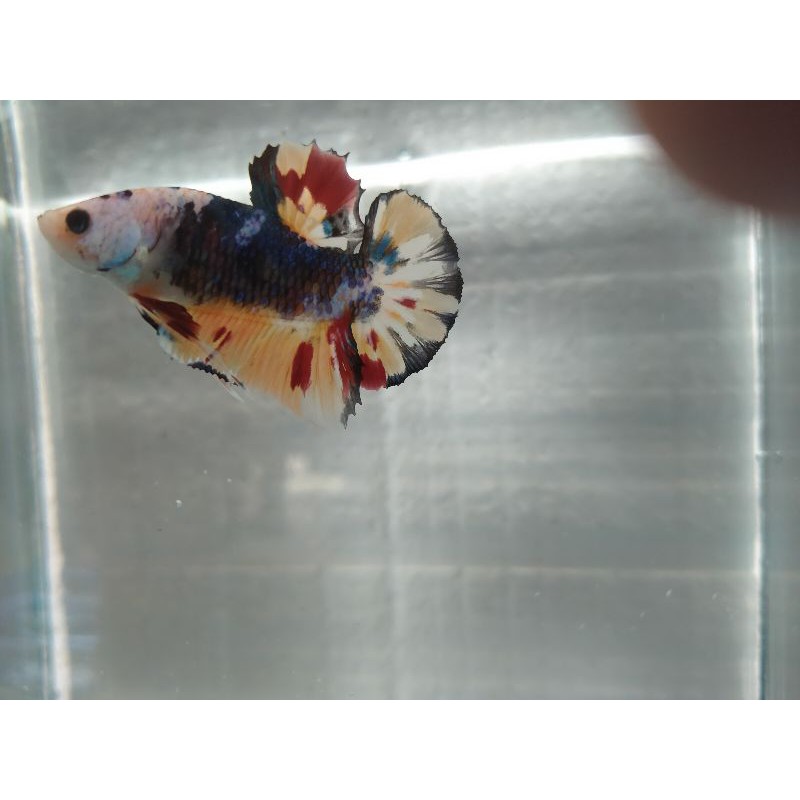 Betta Fish + Soliter