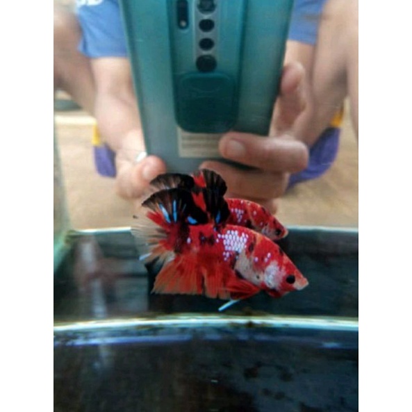 ikan cupang plakat nemo koi pejantanan/cowoan+bonus