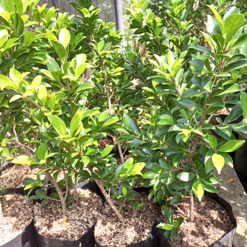 Bibit bonsai Ficus Elegan