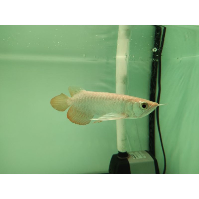 Ikan Arwana Golden Red Highback -+ 18 cm