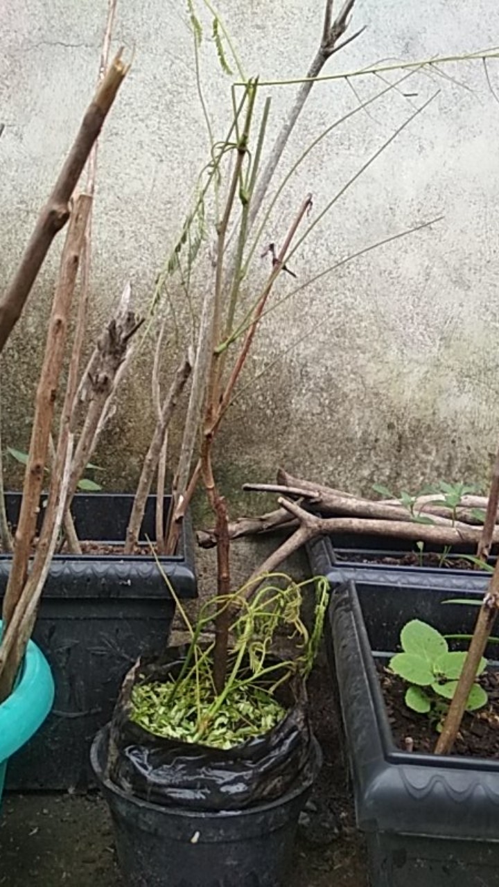 Bibit Tanaman Pete/petai