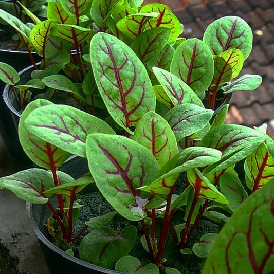 Repack Benih Sorrel Red Veined