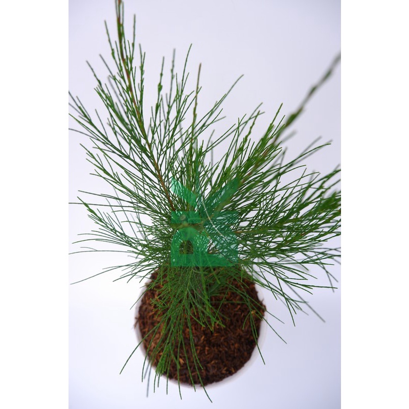 Tanaman Bunga Cemara Udang(Casuarina Equisetifolia) - Bibit bunga cemara udang bisa di bonsai - BAKUL KEMBANG