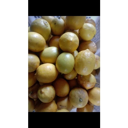 

lemon fresh kiloan