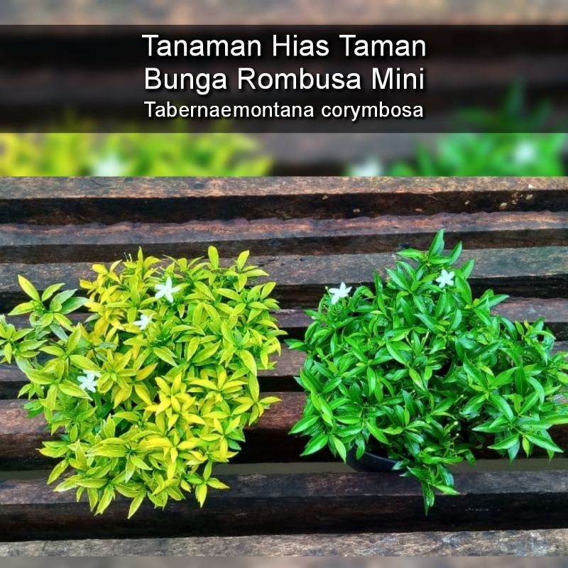 Tanaman Hias Taman Bunga Rombusa Mini Hijau, Kuning & Silver - Sabrina Mini Hijau, Kuning & Silver