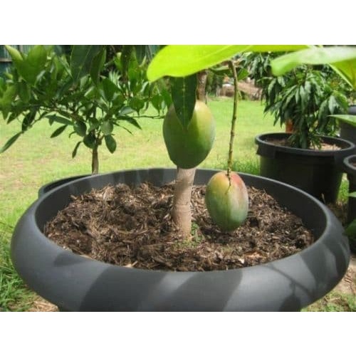 BIBIT TANAMAN BUAH MANGGA GEDONG GINCU