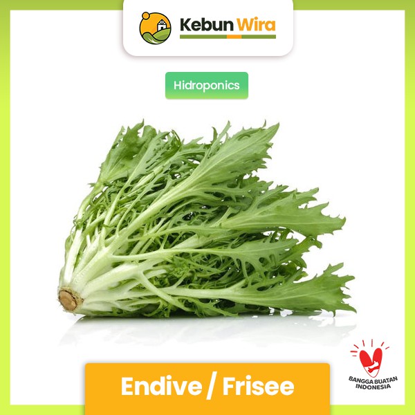 

Endive atau Frisee Hidroponik 200 gram Kebun Wira