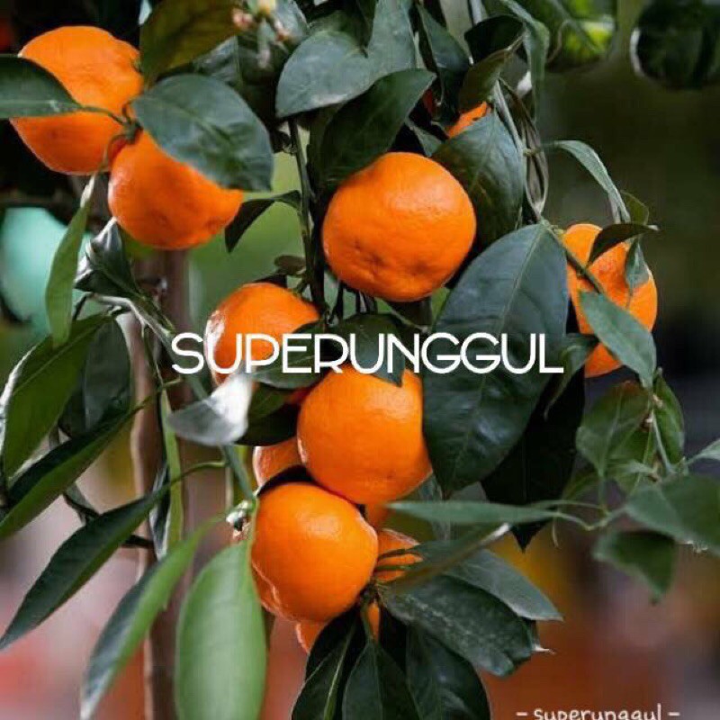 bibit jeruk mandarin