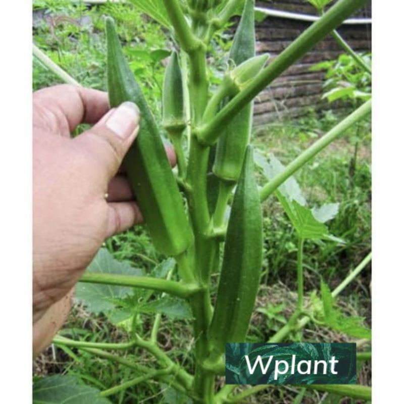 Benih bibit pohon okra hijau / tanaman herbal/ herbaplant seed