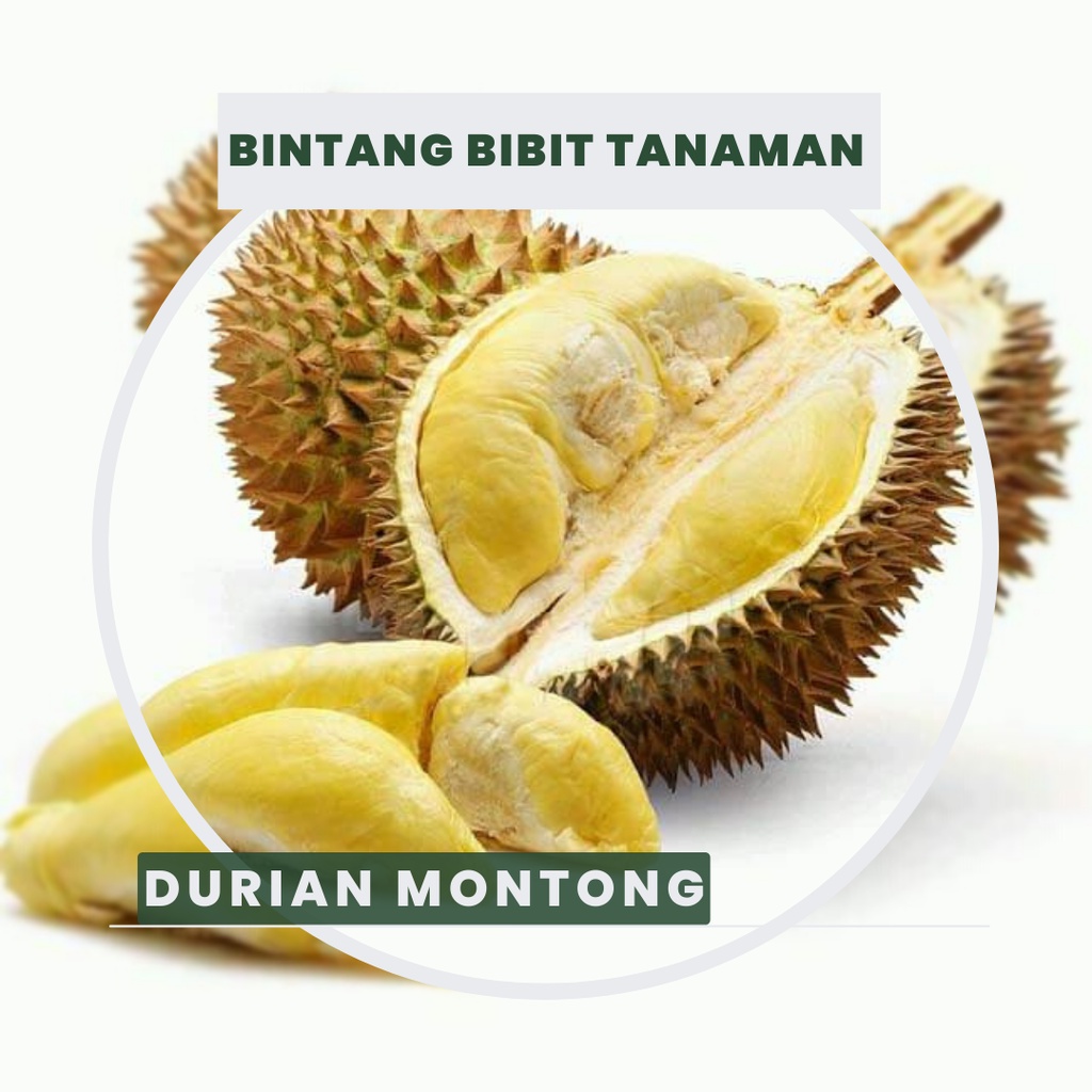Bibit durian montong