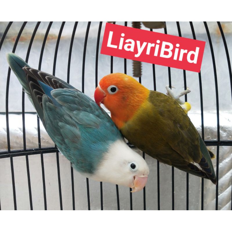 Burung Lovebird Indukan Euwing Green/Bio/Pb x Biola Blue
