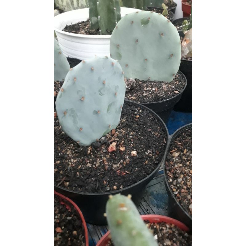Kaktus Ocean Blue / Opuntia Blue