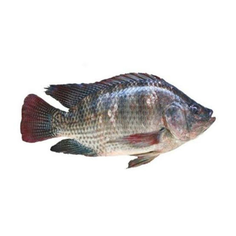 

IKAN MUJAER HIDUP/IKAN NILA/IKAN FRESH