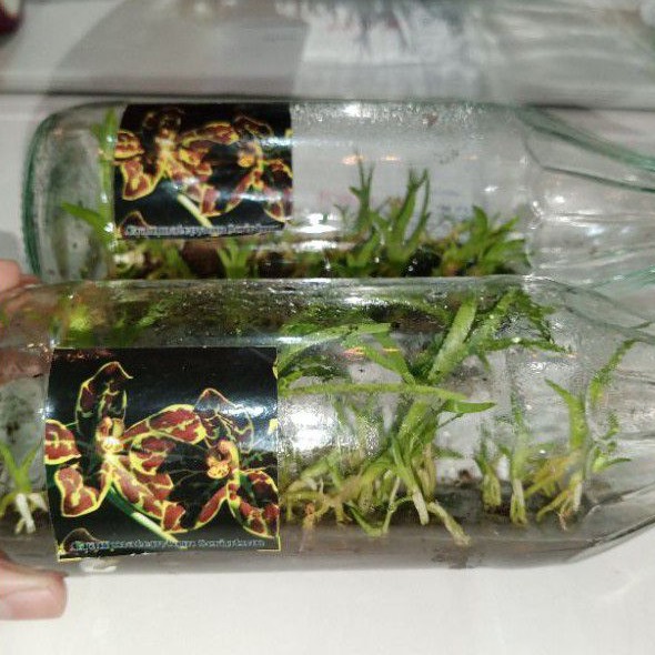 Botol Bibit Anggrek Grammatophyllum Scriptum