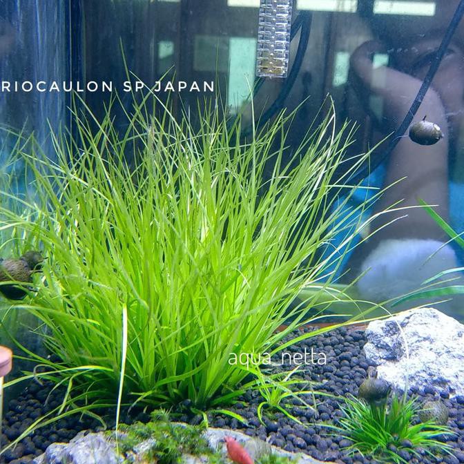 Eriocaulon Sp Japan Tanaman Aquascape Shopee Indonesia