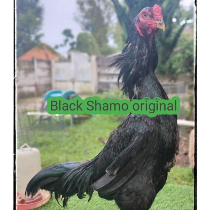 Telur Ayam Bangkok Black Shamo Original