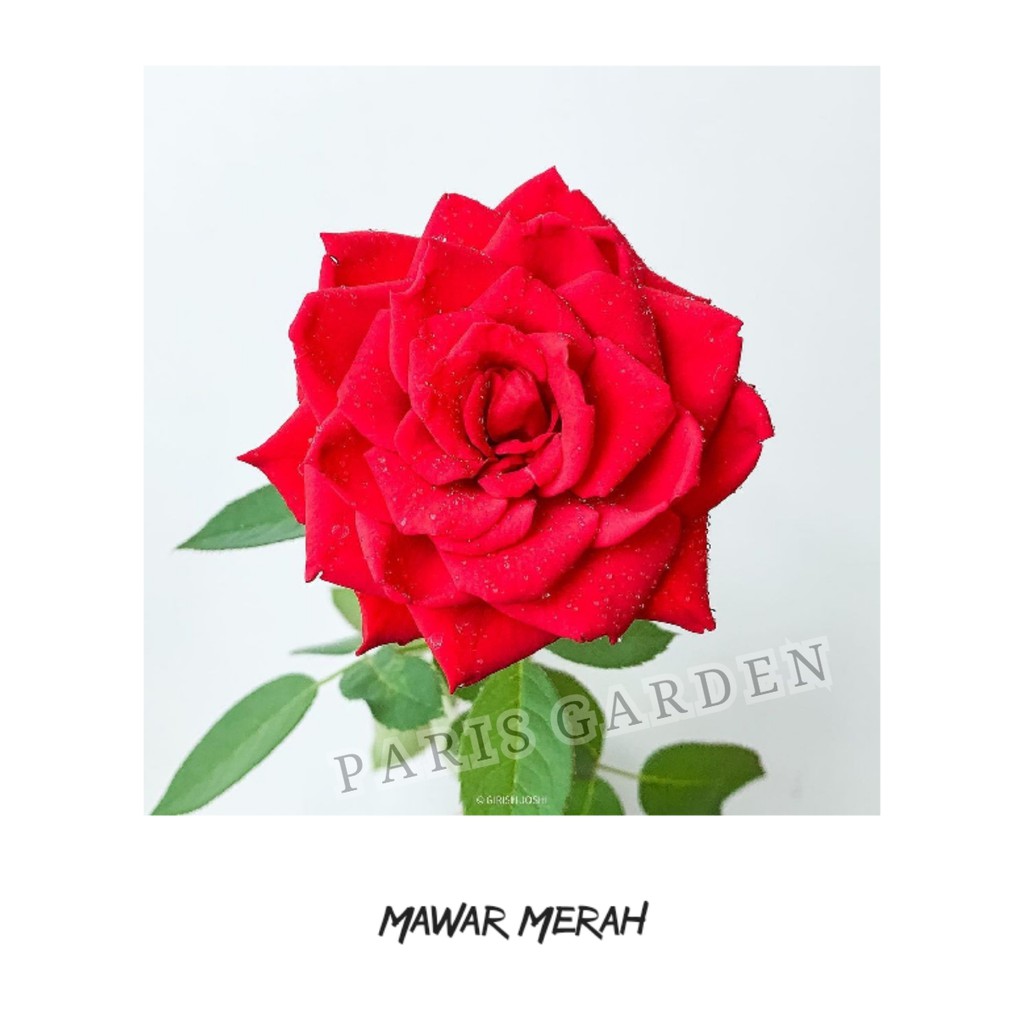 BUNGA MAWAR ASLI - TANAMAN BUNGA MAWAR MERAH