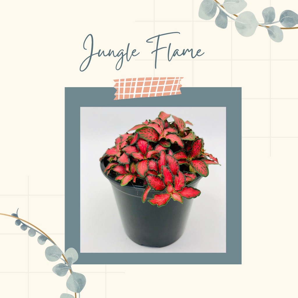 FITTONIA IMPORT TANAMAN HIAS FITTONIA JUNGLE FLAME CANTIK FITTONIA IMPORT JUNGLE FLAME