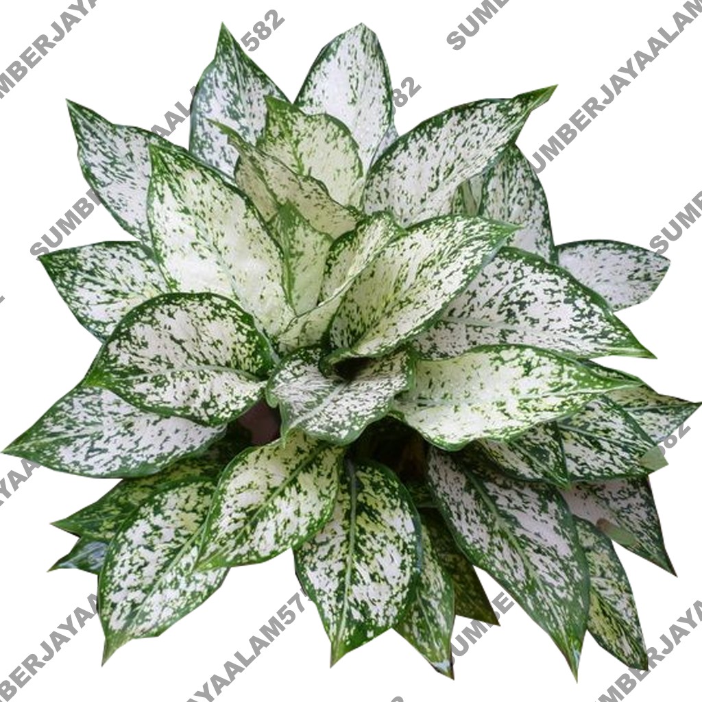 Aglonema Snow White (Indukan Dewasa Remaja Baby)