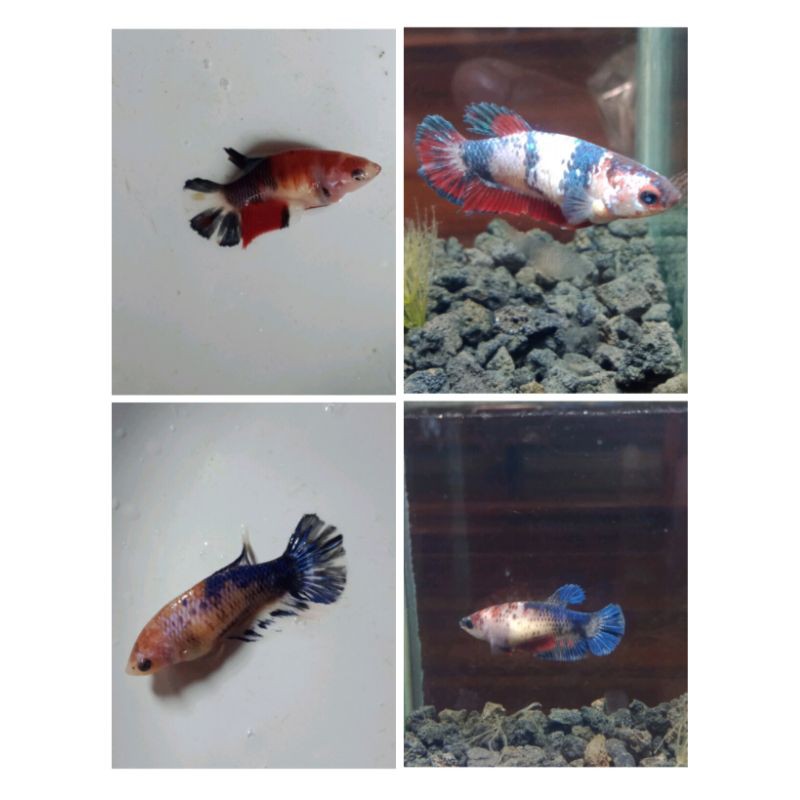 Cupang Plakat