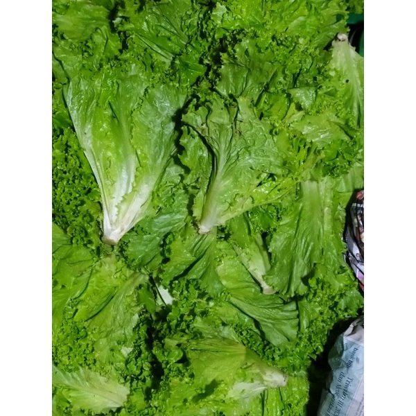 

Selada Keriting (500gram-1Kg)