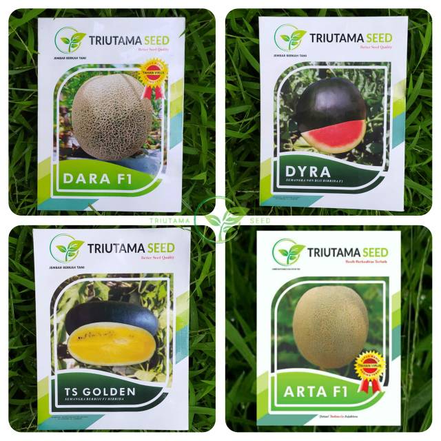 Benih melon wine melon bibit melon arta f1