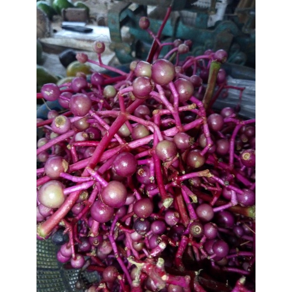 

parijoto / parijotho buah tingkep / tinggep / 7 bulanan 250gram