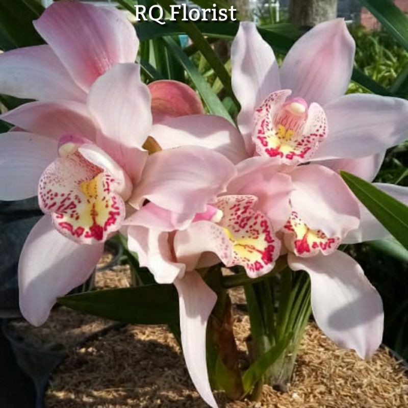 Anggrek Cymbidium Ausie Pink