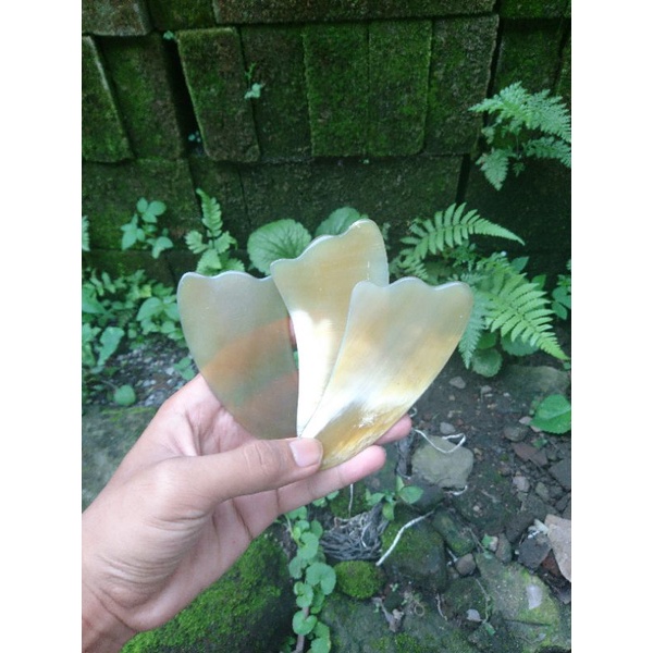 Alat refleksi Guasha facial dari tanduk sapi