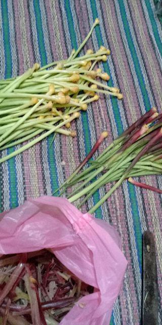 Tanaman Hias - Bibit Bunga Gloxinia