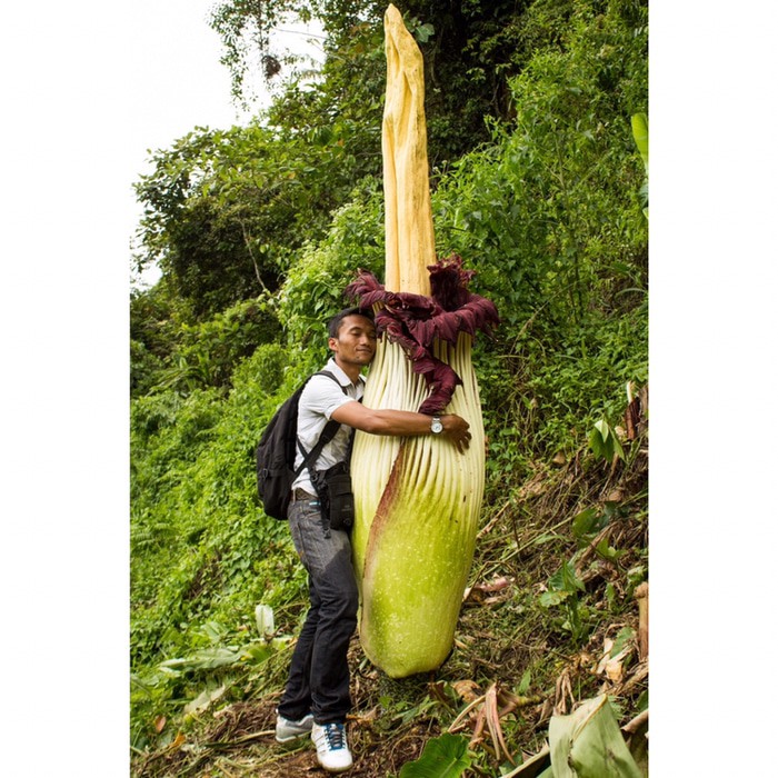 16880 Ve Amorphophallus Titanum Bunga Bangkai Tanaman Langka 0ri Shopee Indonesia