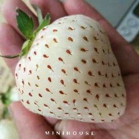 BENIH BIBIT BIJI STRAWBERRY BESAR PUTIH IMPORT