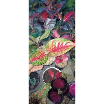 aglonema bambu,dragon silver, jemani mangkok