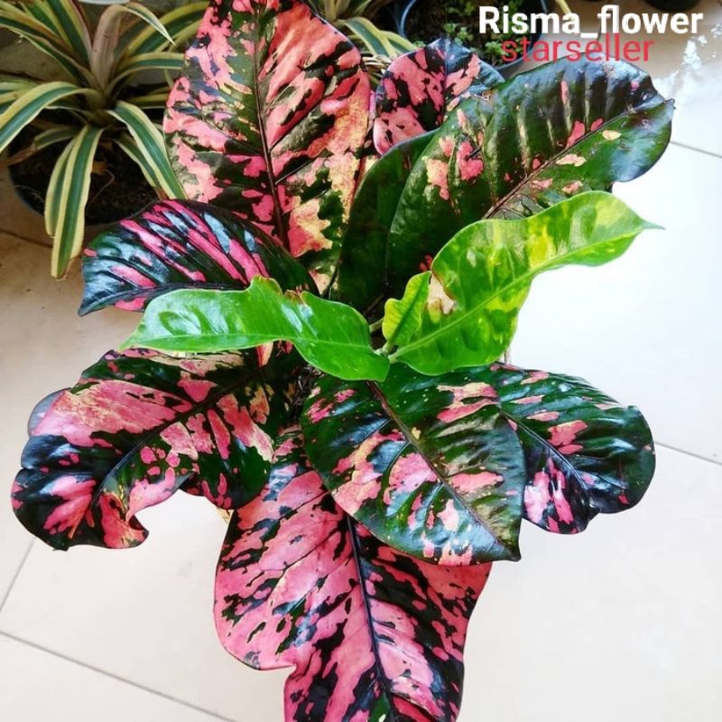 POHON PURING OSCAR / TANAMAN HIAS PURING OSCAR